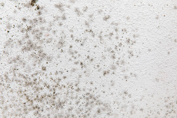 Best Real Estate Mold Inspection  in Thompsonville, CT