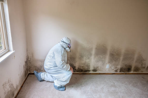 Mold Remediation for Rental Properties in Thompsonville, CT
