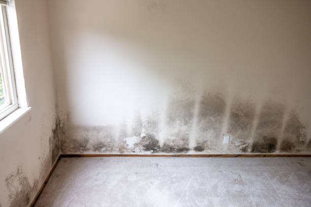 Best Industrial Mold Remediation  in Thompsonville, CT