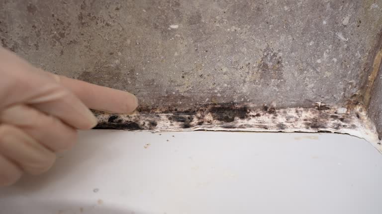 Best Mold Odor Removal Services  in Thompsonville, CT
