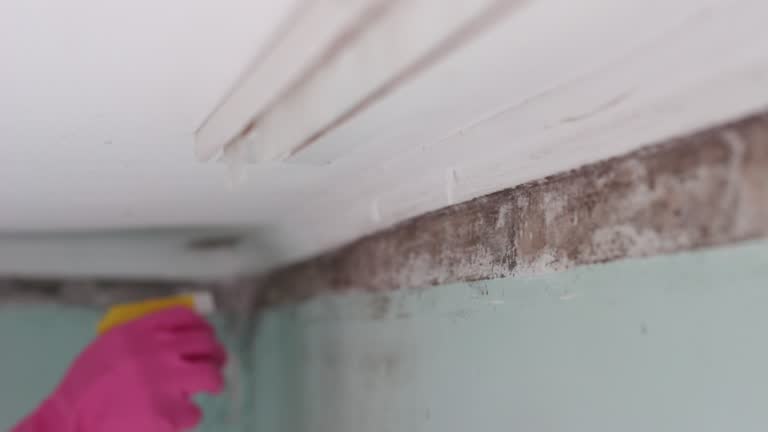 Best Basement Mold Removal  in Thompsonville, CT