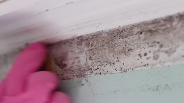 Best Mold-Related Health Consultation  in Thompsonville, CT